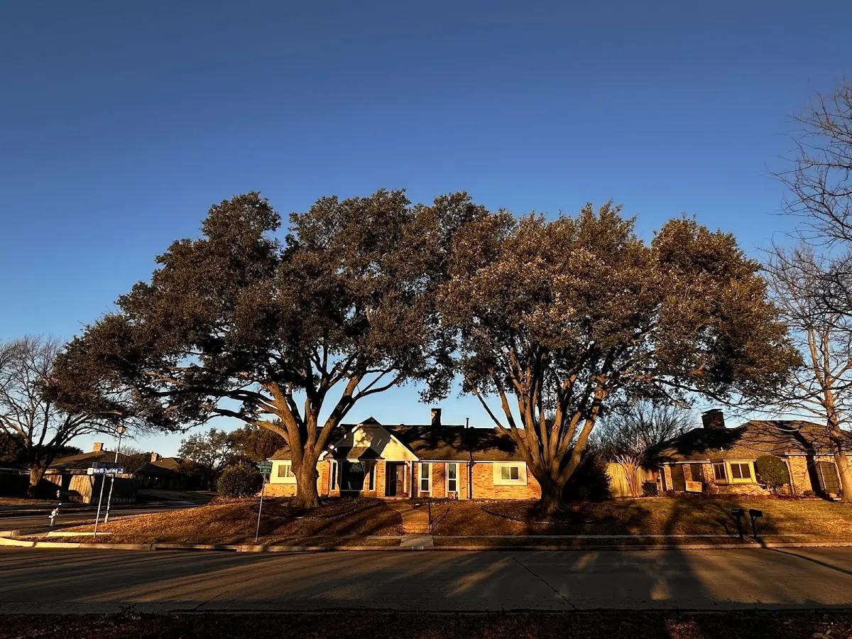 Established residential canopy tree shading a home in Ronan